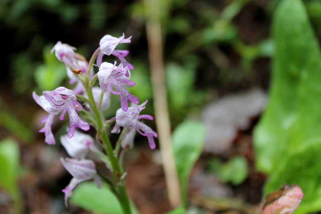 Orchis militaris